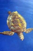 Galapagos